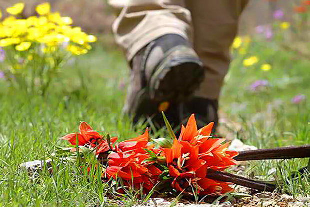 خطر تکرار تراژدی هرمز برای لاله‌های واژگون زاگرس