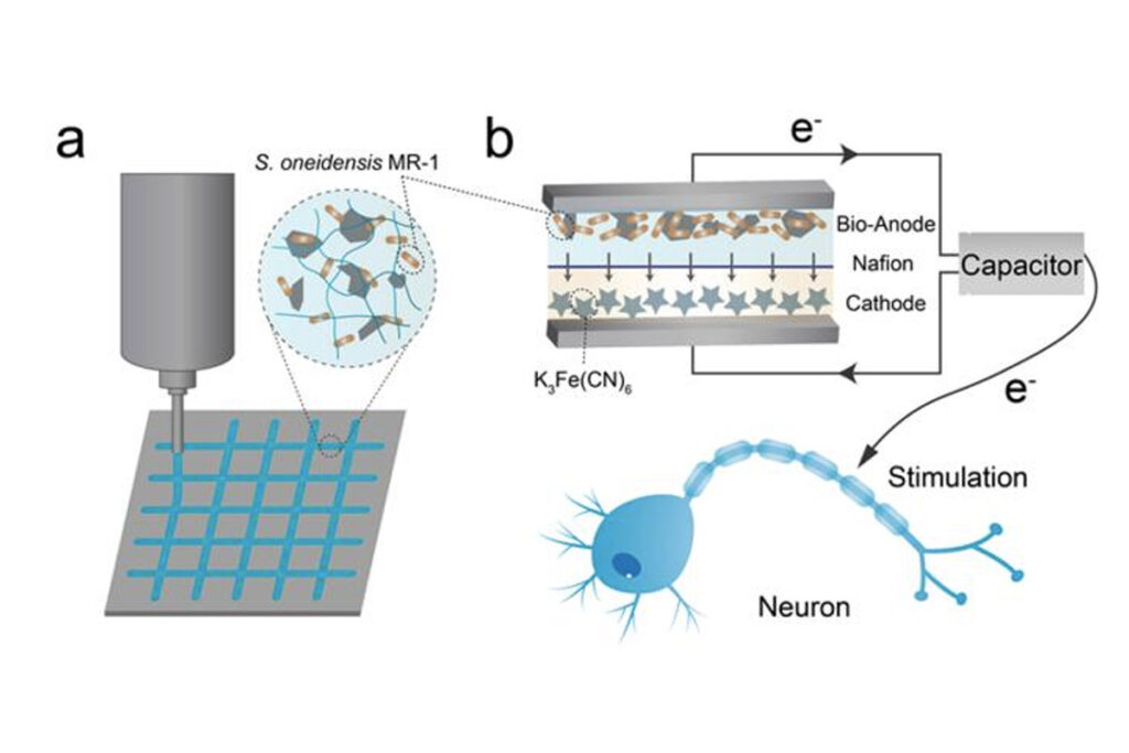 باتری تازه دانشمندان چینی با باکتری کار می‌کند؛ با قابلیت شارژ خودکار_اصفهانیا