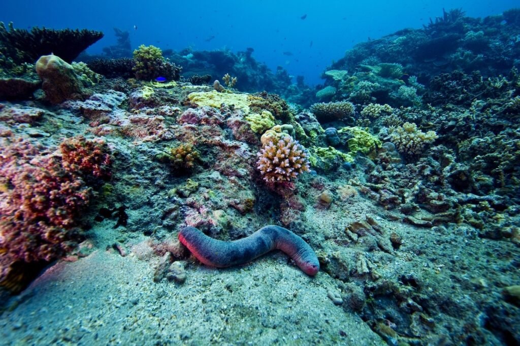 انسان تا این مدت ۹۹.۹۹۹ درصد از کف اقیانوس‌ها را ندیده‌ است