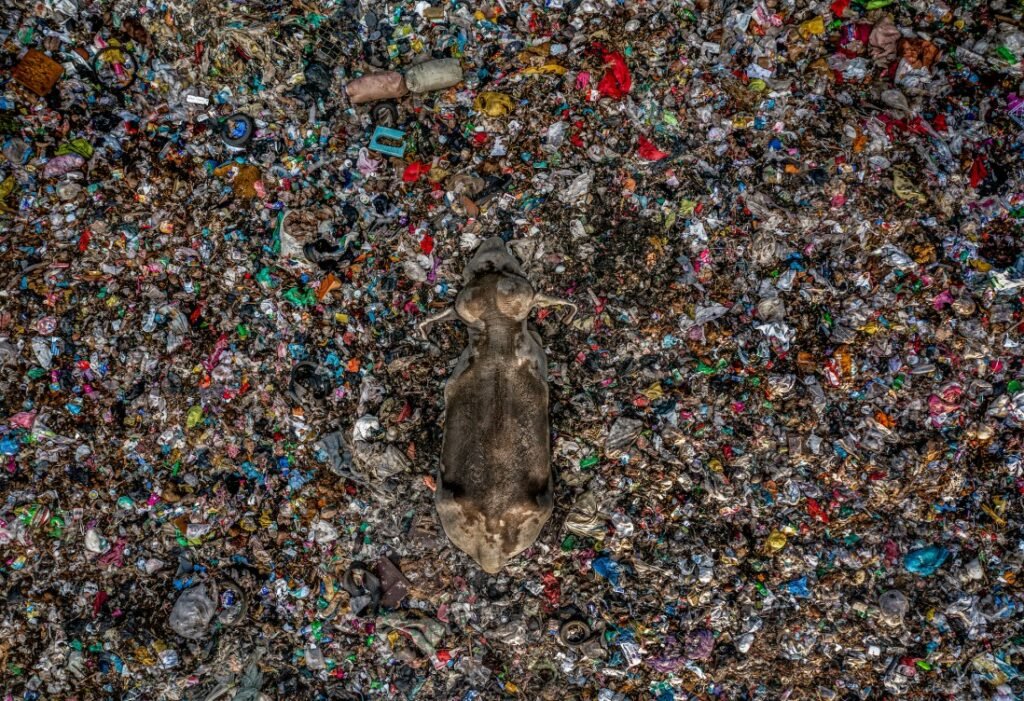 مسابقه عکاسی محیط‌زیست 2025