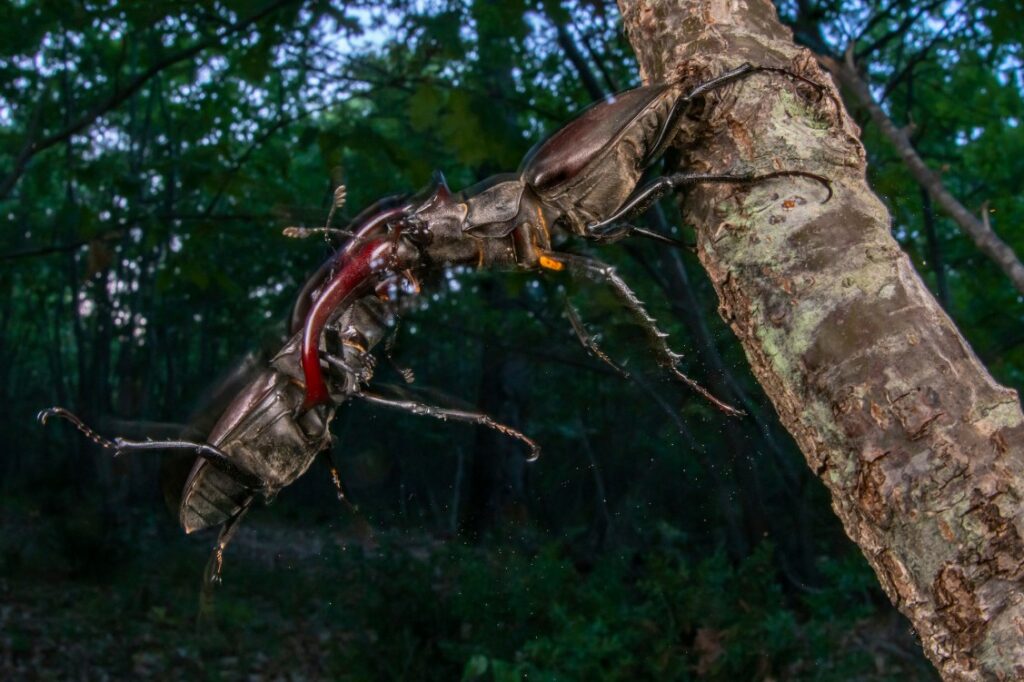 1747240637 565 برندگان مسابقه عکاسی محیط‌زیست 2025 معارفه شدند گالری اصفهانیا