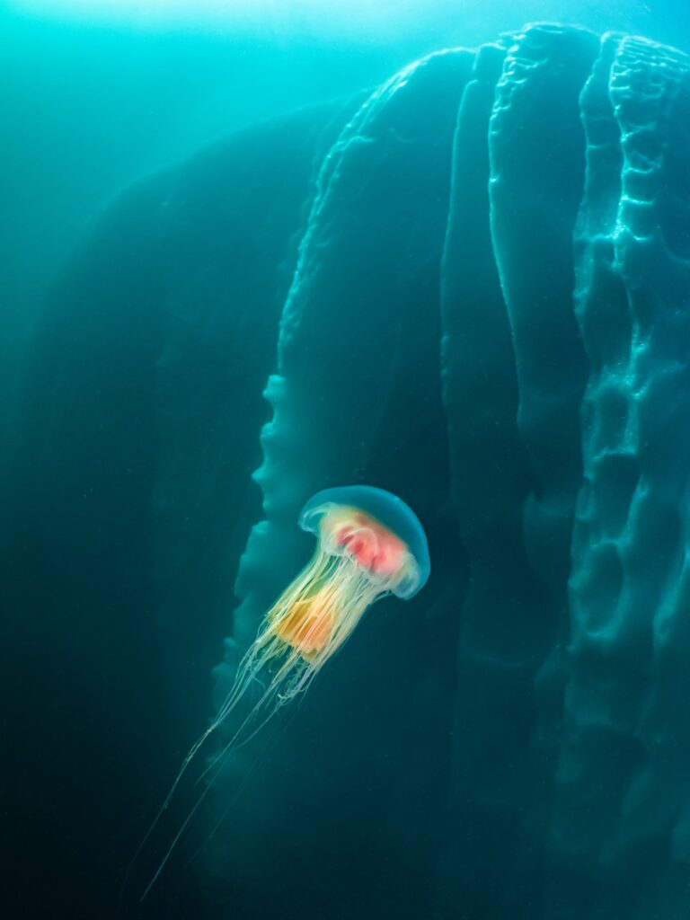 مسابقه عکاسی محیط‌زیست 2025