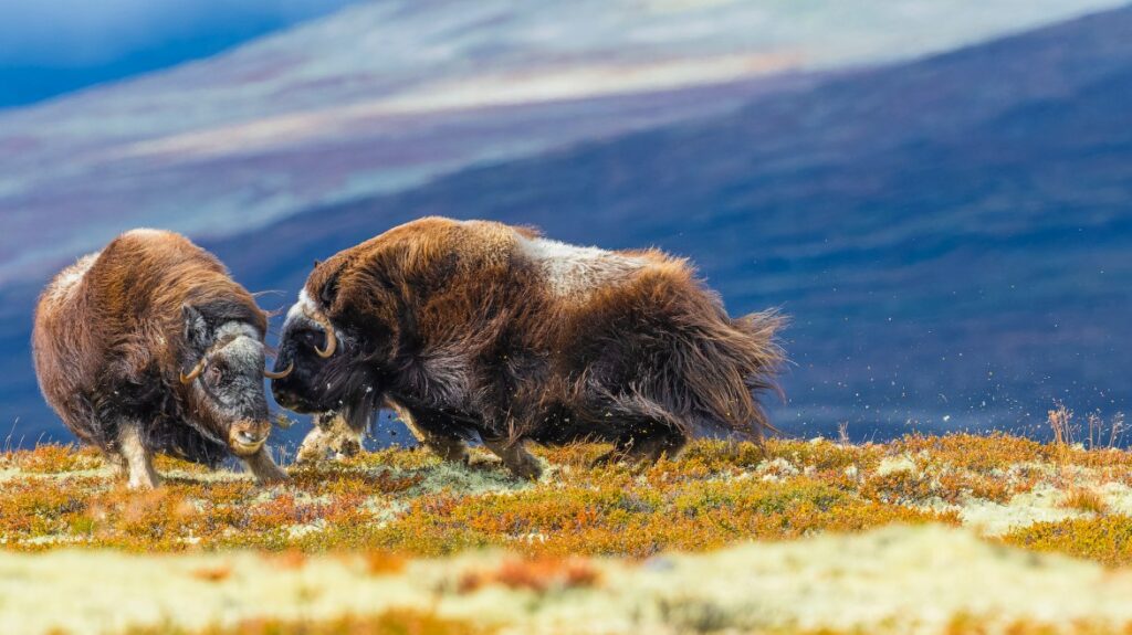 1747240638 175 برندگان مسابقه عکاسی محیط‌زیست 2025 معارفه شدند گالری اصفهانیا