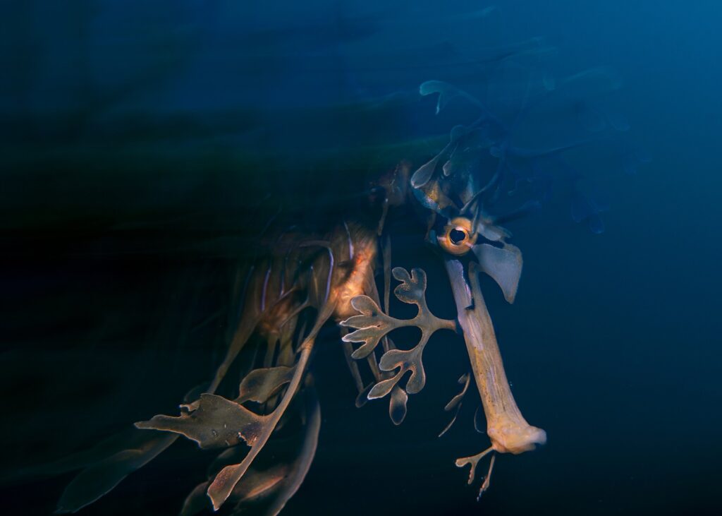 مسابقه عکاسی محیط‌زیست 2025