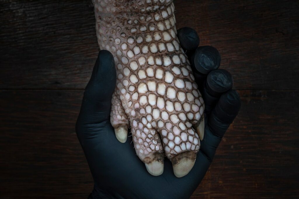 مسابقه عکاسی محیط‌زیست 2025