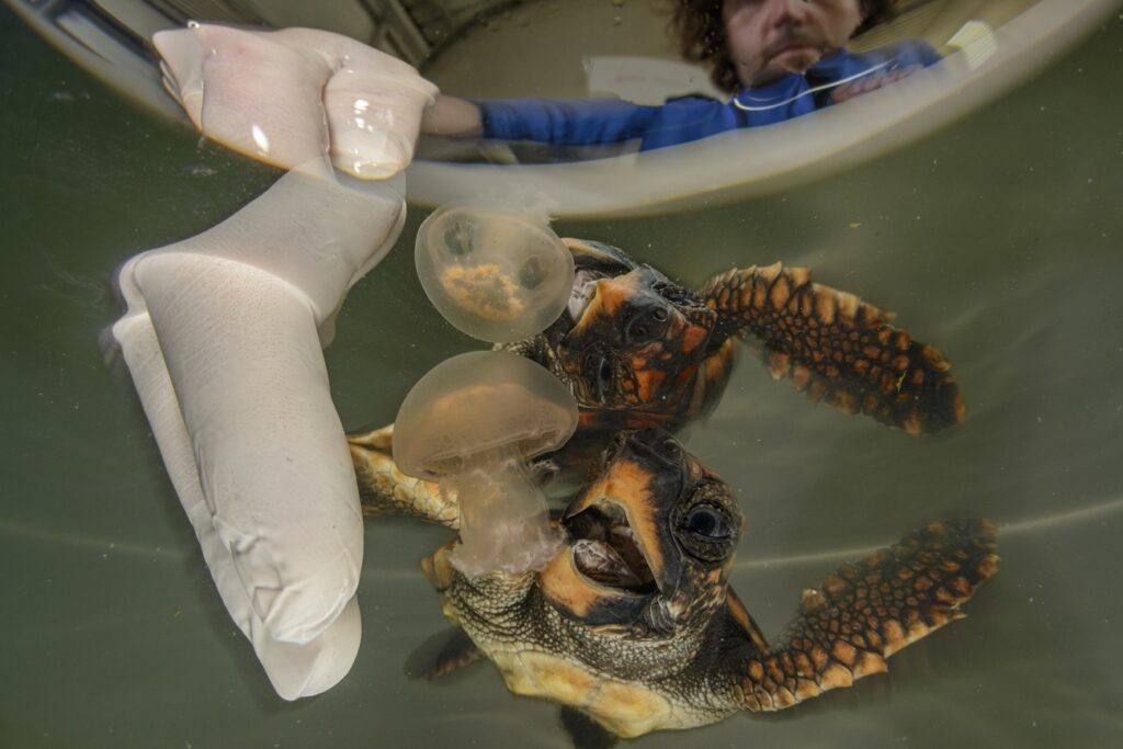 مسابقه عکاسی محیط‌زیست 2025