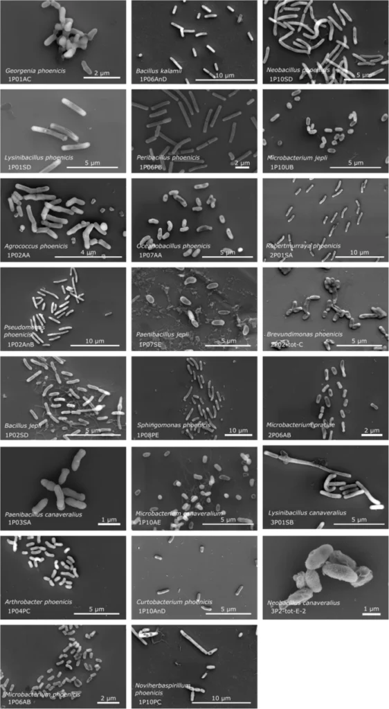 کشف ۲۶ گونه میکروبی مقاوم تازه در اتاق‌های تمیز ناسا!