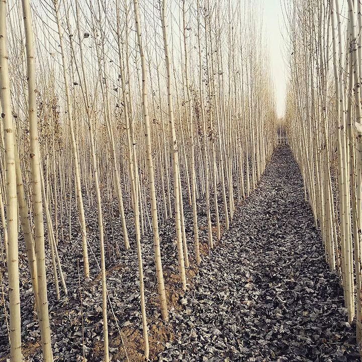 خرید نهال صنوبر