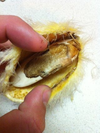 1749111832 702 آموزش کاشت هسته انبه در گلدان