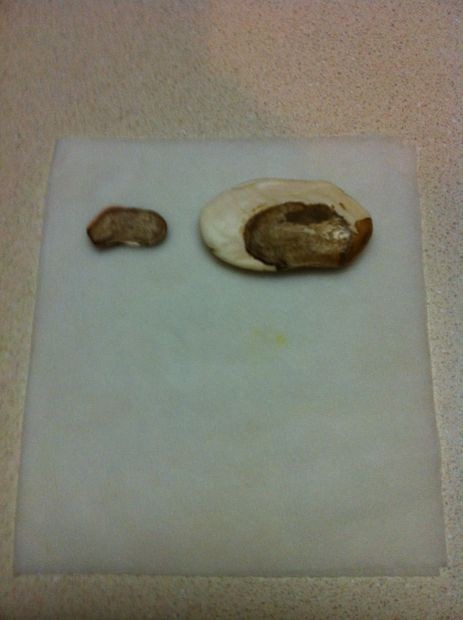 1749111833 460 آموزش کاشت هسته انبه در گلدان