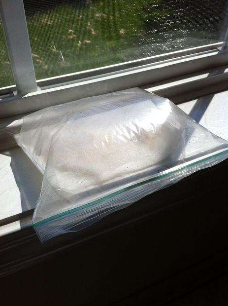 1749111833 690 آموزش کاشت هسته انبه در گلدان