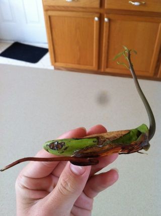 1749111834 818 آموزش کاشت هسته انبه در گلدان