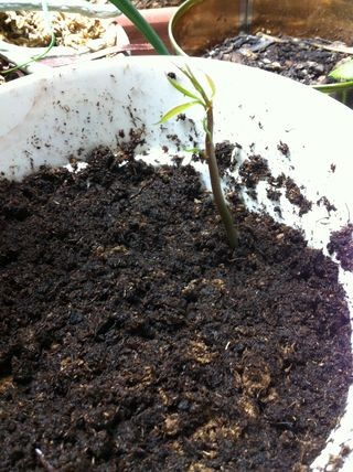 1749111835 224 آموزش کاشت هسته انبه در گلدان