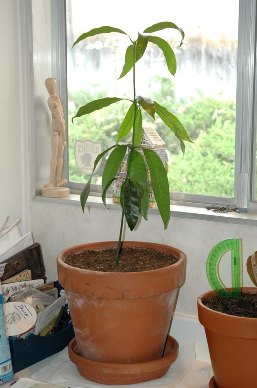 1749111836 892 آموزش کاشت هسته انبه در گلدان