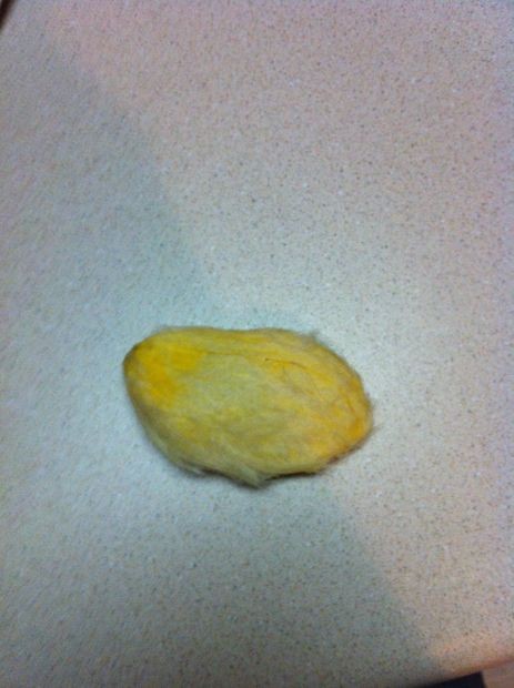 آموزش کاشت هسته انبه در گلدان