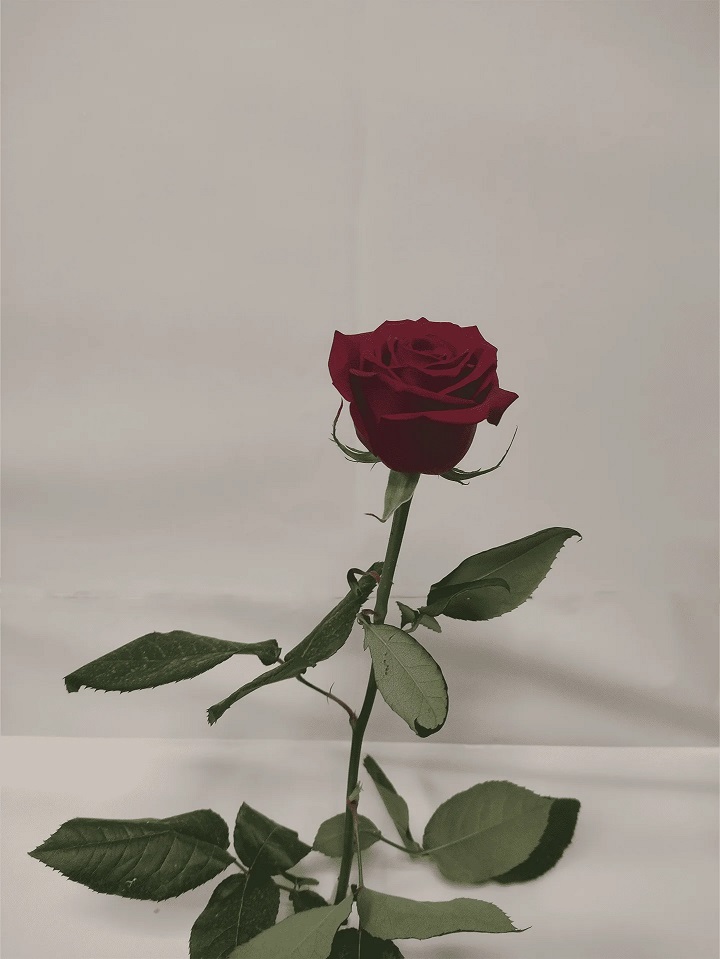 گل رز قرمز