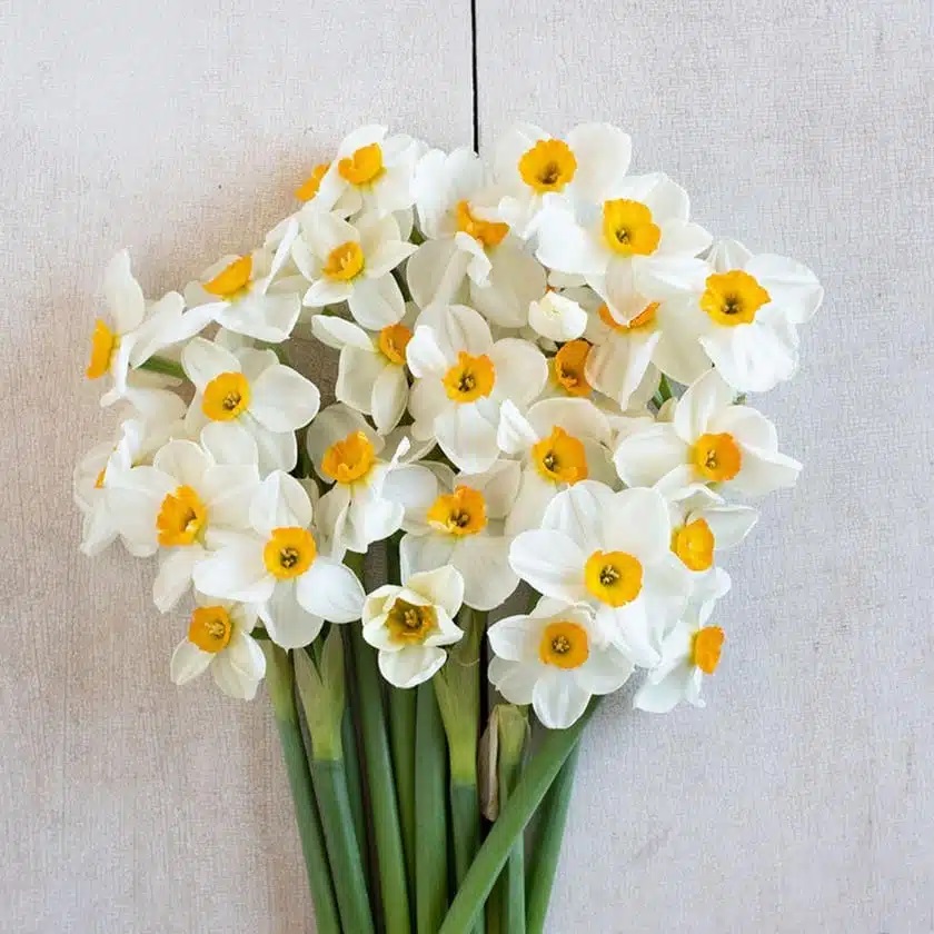 خواب گل نرگس نماد لطافت، ظرافت و دختر زیبا