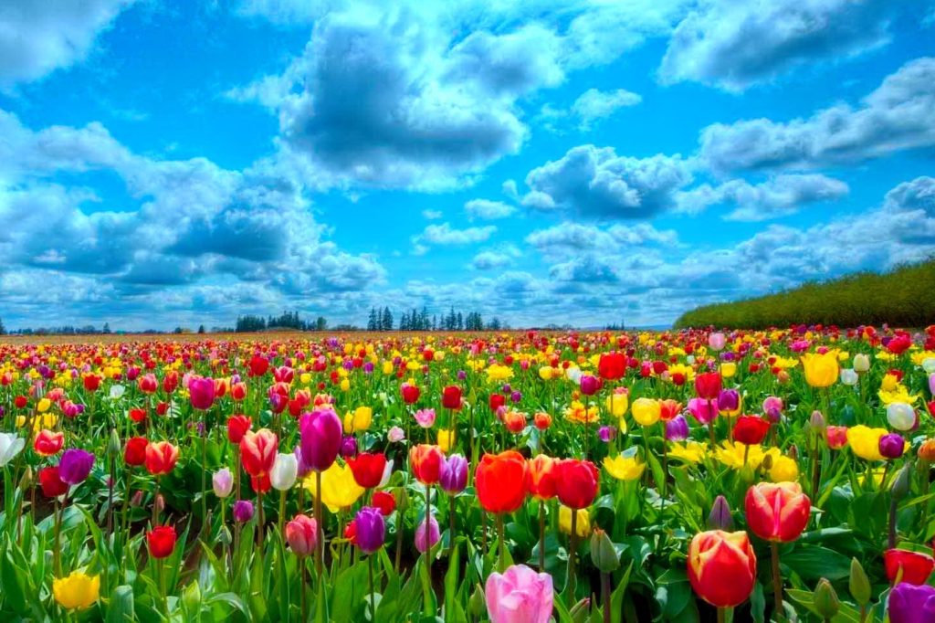 تعبیر خواب گل | نماد عشق، اسایش یا تحول در زندگی؟