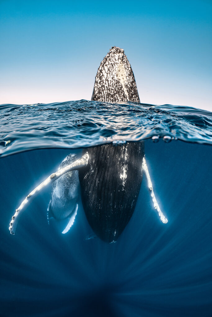 مسابقه عکاسی اقیانوس 2025