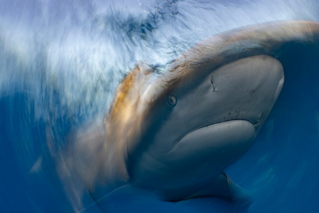 مسابقه عکاسی اقیانوس 2025