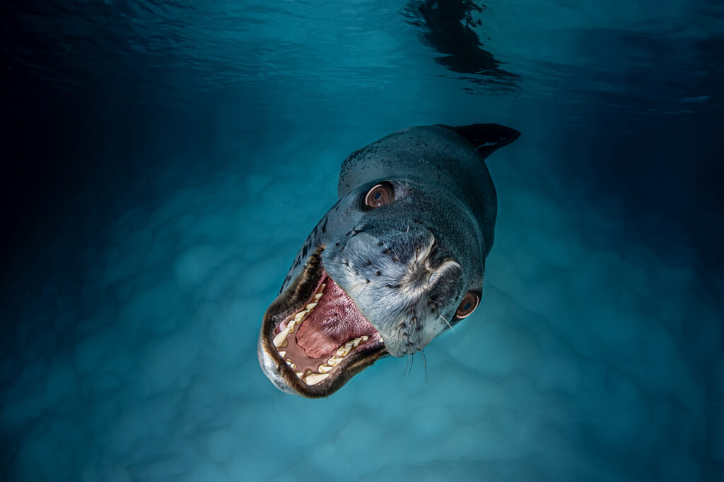 مسابقه عکاسی اقیانوس 2025