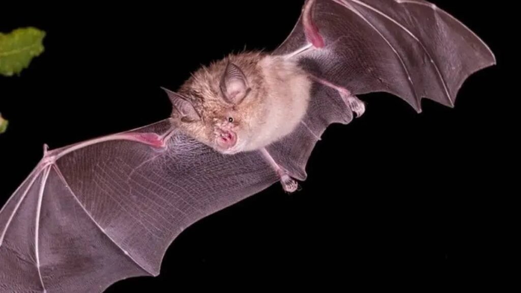 کشف ویروس های تازه و قابل انتقال به انسان در خفاش های چین