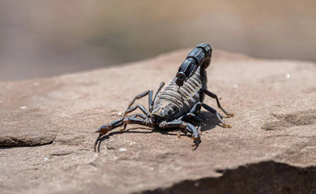 کشف مولکولی در زهر عقرب آمازونی با قابلیت نابودسازی سرطان پستان_اصفهانیا