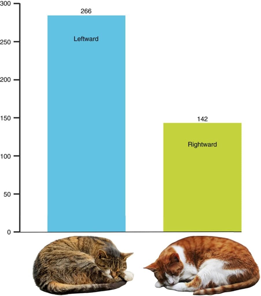 راز و علت خوابیدن گربه‌ها روی پهلوی چپ توسط دانشمندان برملا شد_اصفهانیا
