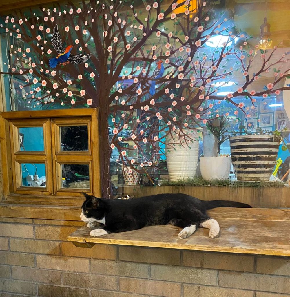 اصفهان شهر دوستدار حیوانات شهری