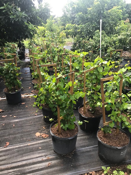 راهنمای کامل کاشت انگور از صفر تا صد 6 کاشت انگور