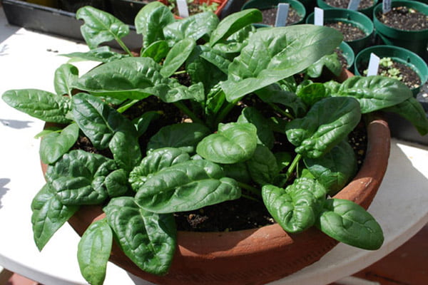 کاشت اسفناج در گلدان