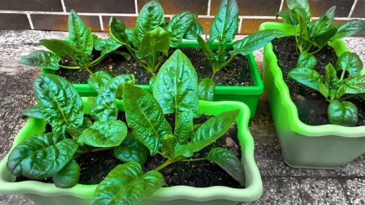 آموزش کامل مرحله‌به‌مرحله در خانه