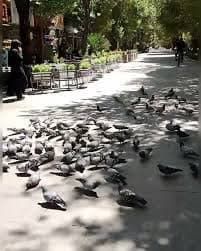 مردی که با یک‌مشت گندم، پرواز را به اصفهان برگرداند