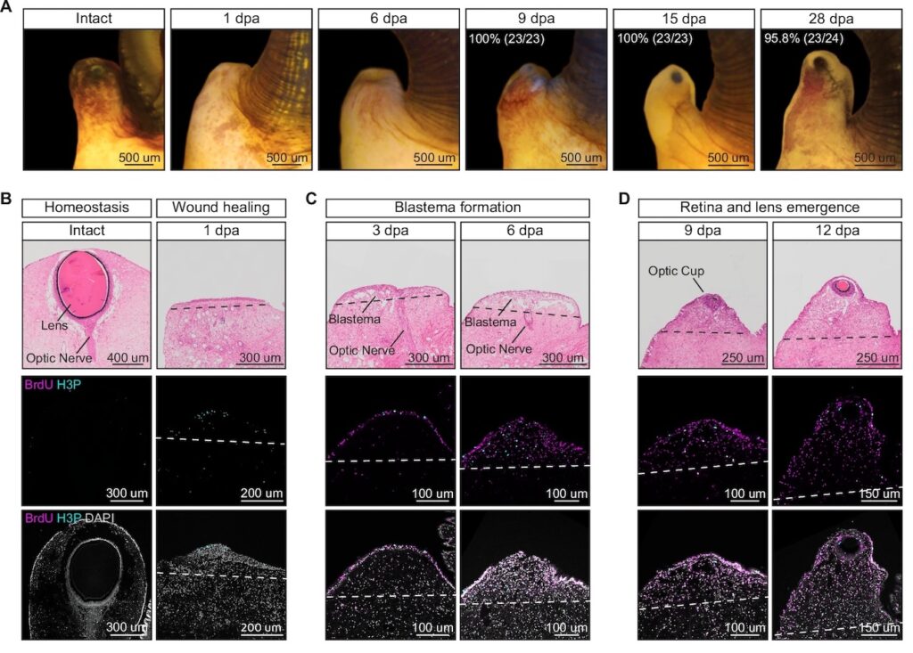 الگویی برای ترمیم صدمه‌های چشم؛ حلزون می‌تواند چشم خود را مجدد بسازد_اصفهانیا