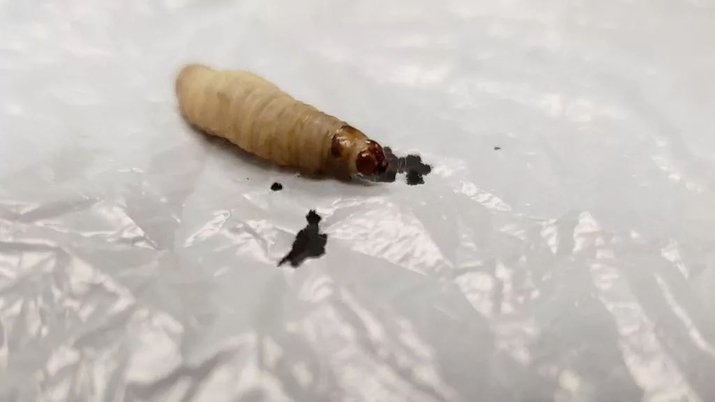 کرم‌های «پلاستیک‌خوار» می‌توانند کیسه پلاستیکی را در ۲۴ ساعت بخورند_اصفهانیا