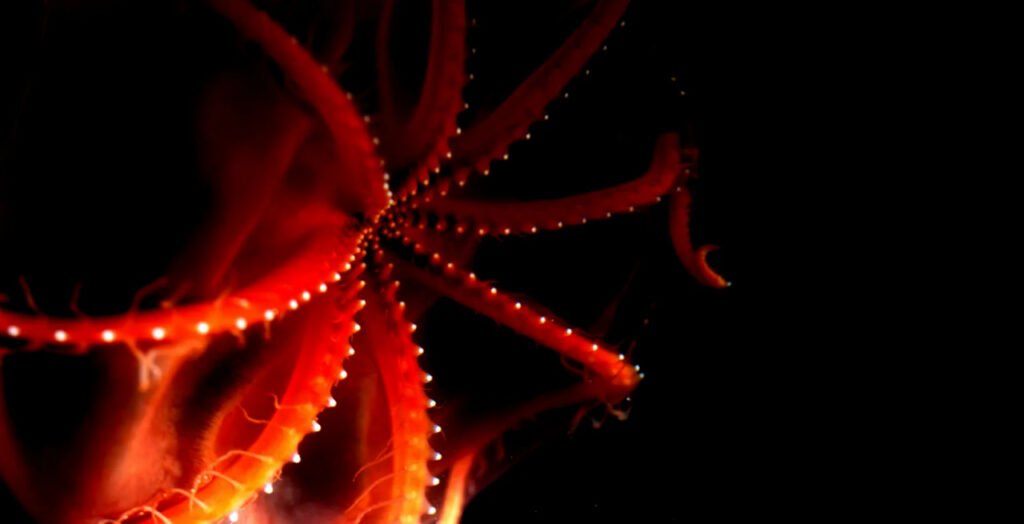 1756771720 488 9 عکس شگفت‌انگیز از دنیای درخشان و مرموز اعماق اقیانوس اصفهانیا