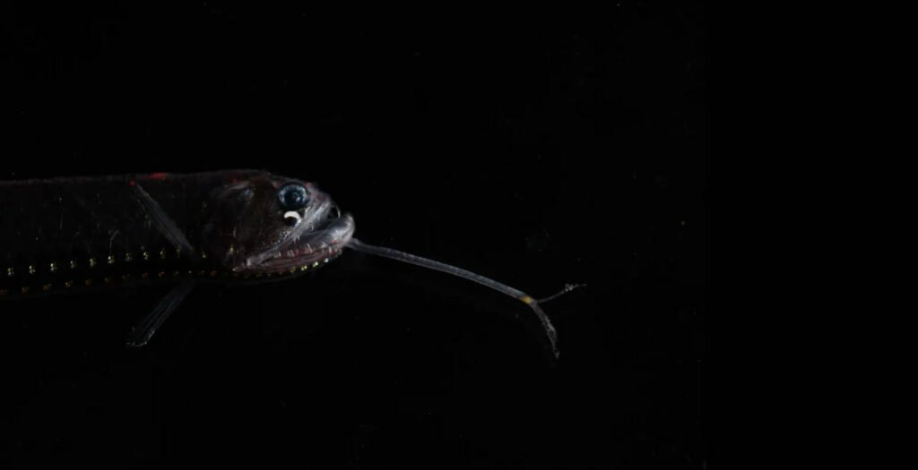 1756771720 735 9 عکس شگفت‌انگیز از دنیای درخشان و مرموز اعماق اقیانوس اصفهانیا