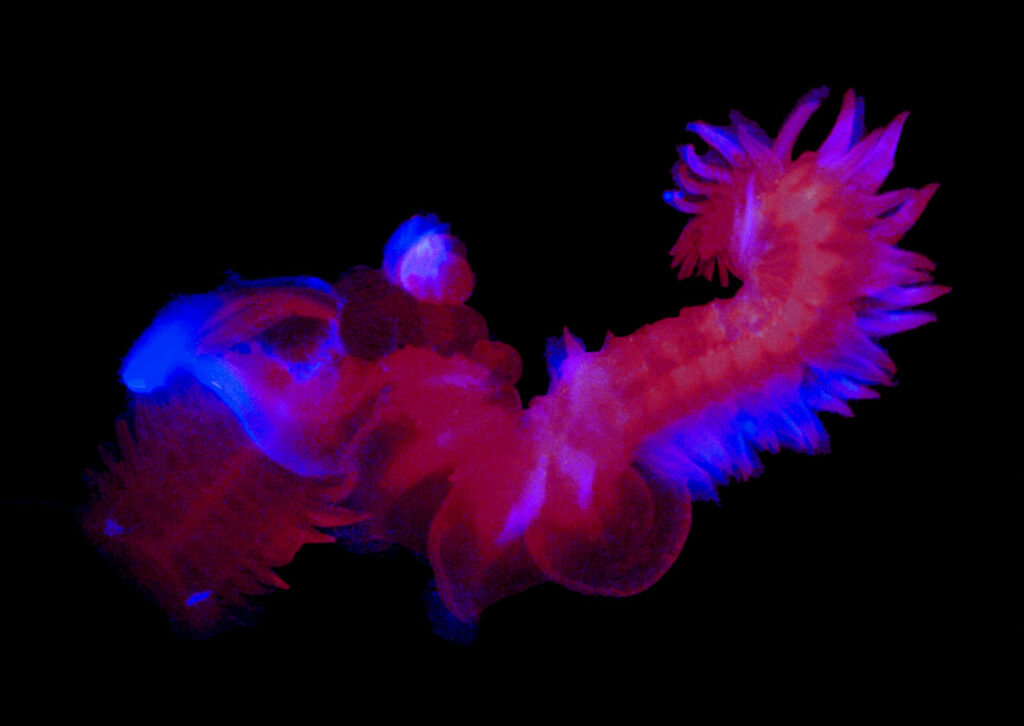 ۹ عکس شگفت‌انگیز از دنیای درخشان و مرموز اعماق اقیانوس_اصفهانیا