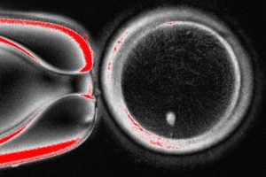 دانشمندان برای اولین‌بار از DNA پوست، جنین انسانی ساختند_اصفهانیا