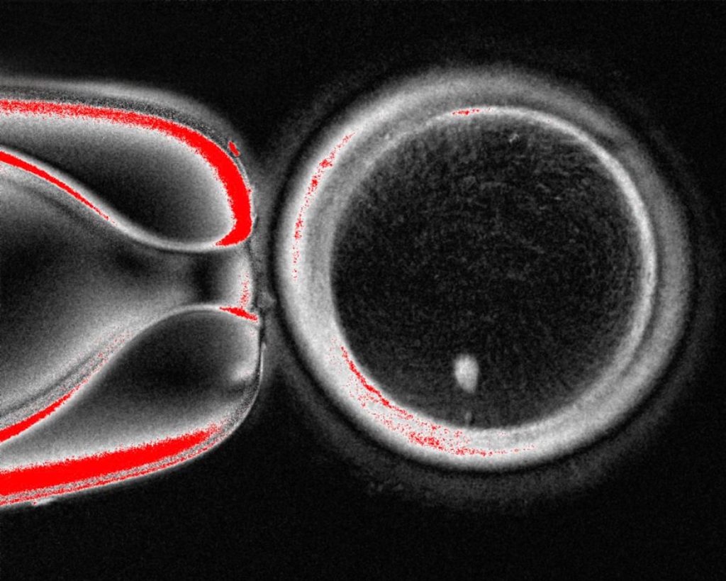 دانشمندان برای اولین‌بار از DNA پوست، جنین انسانی ساختند_اصفهانیا